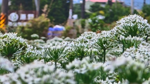 最美九月雪! 桃園大溪韭菜花季盛開 賞花吃韭菜料理
