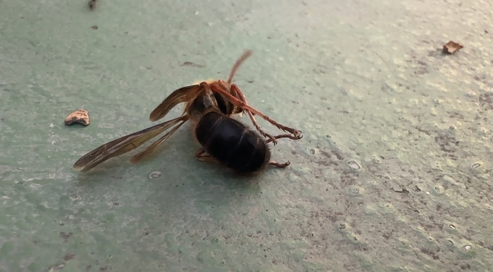 小心！ 黑腹虎頭蜂窩高掛埔里球場摘除後續封鎖3天