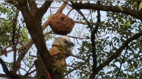 小心！ 黑腹虎頭蜂窩高掛埔里球場摘除後續封鎖3天