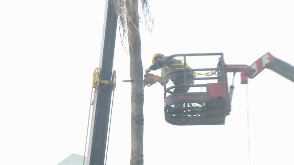 台南大林路５２棵華盛頓椰子樹「全數鋸除」　居民合影紀念