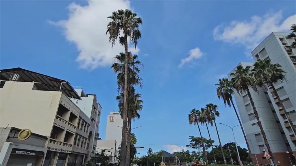 台南大林路５２棵華盛頓椰子樹「全數鋸除」　居民合影紀念