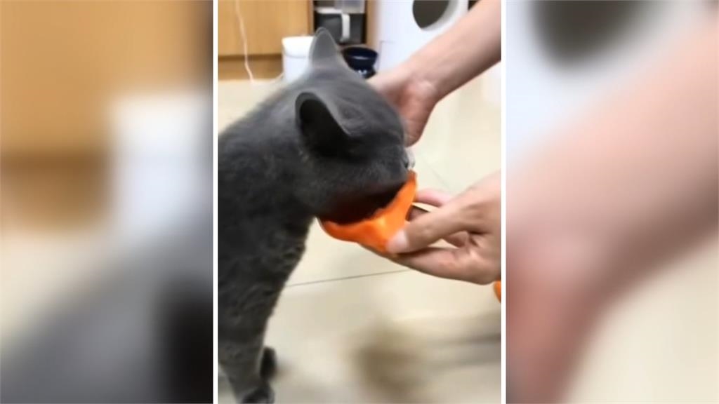 愛貓送洗卻慘死！賠償五萬、簽保密條款　協調後半年竟無消息