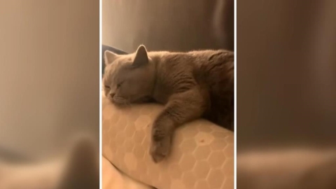 愛貓送洗卻慘死！賠償五萬、簽保密條款　協調後半年竟無消息