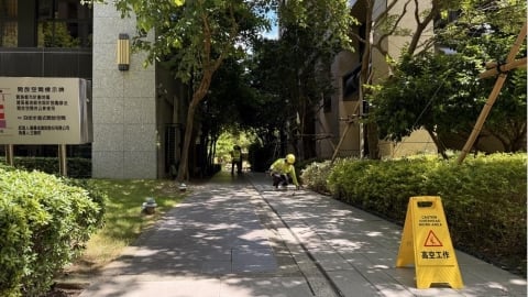 都市森林與呼吸健康：樹木如何成為天然空氣清淨機