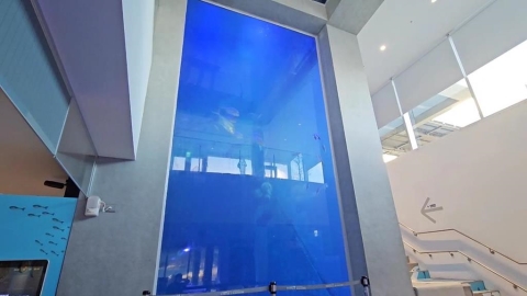 海科館悲劇！波口鱟頭鱝細菌感染死亡　野放作罷