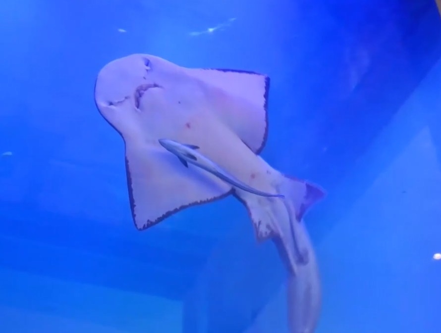 「鎮館之寶」波波遭養死挨批　海科管：發現時已來不及搶救