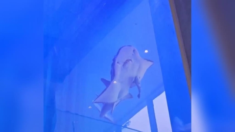 「鎮館之寶」波波遭養死挨批　海科管：發現時已來不及搶救'