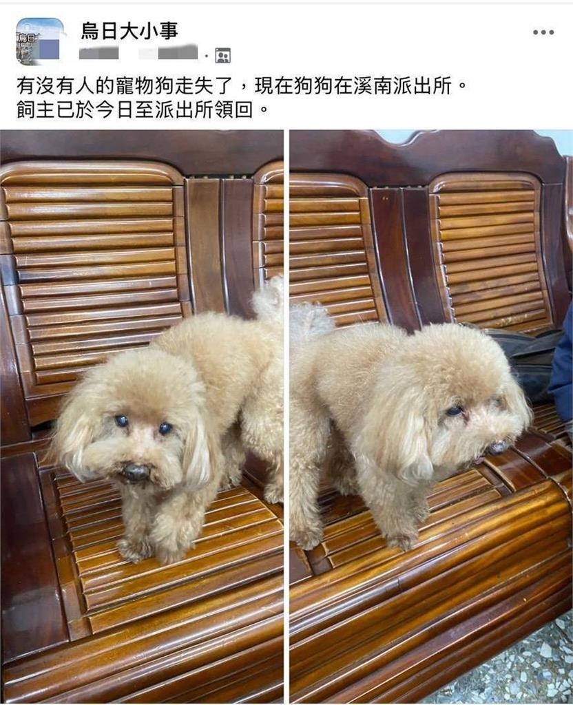 好聰明！汪星人大街迷航　自行奔派出所報案求救