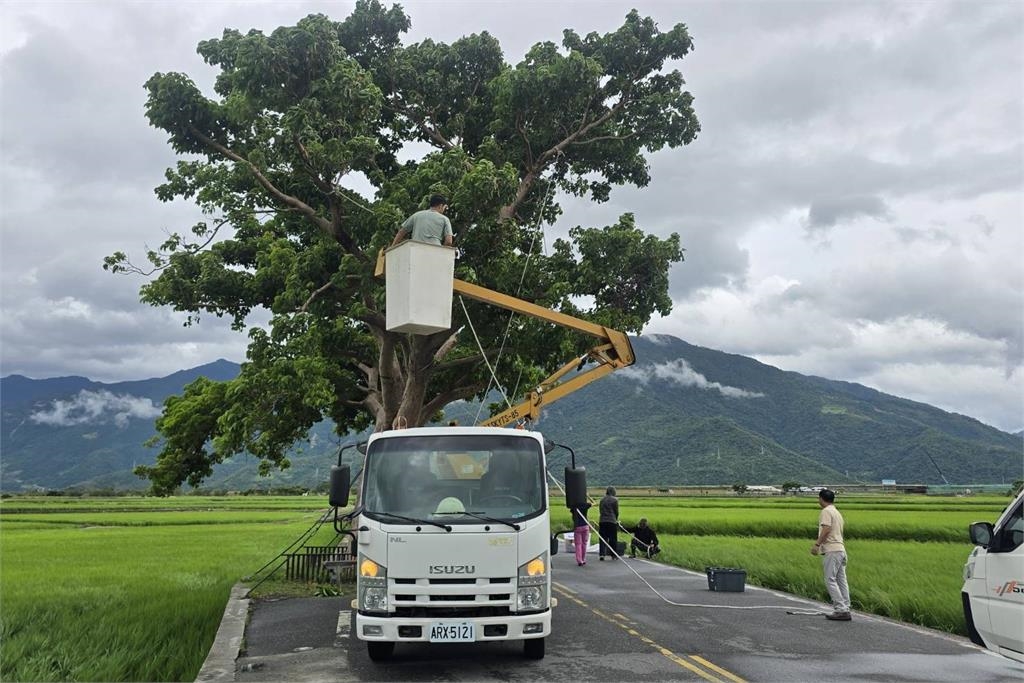 快新聞/嚴防強颱!花蓮撤村、澎湖輪停駛 池上鄉金城武樹「五花大綁」固定