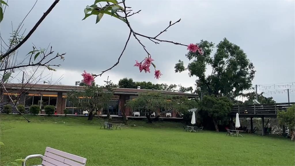 奇! 古坑八重櫻9月開花 吸引遊客朝聖