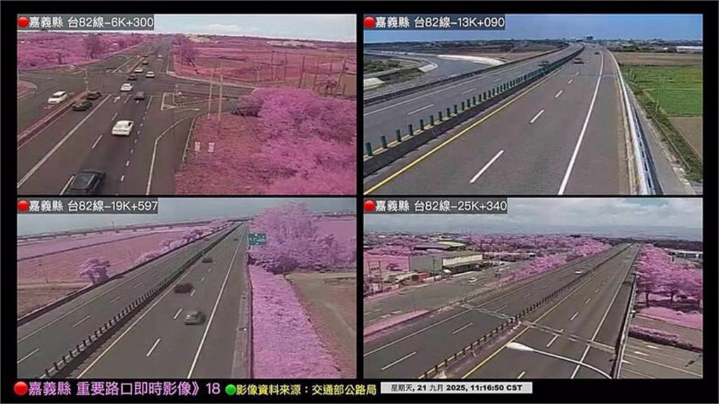 奇! 古坑八重櫻9月開花 吸引遊客朝聖