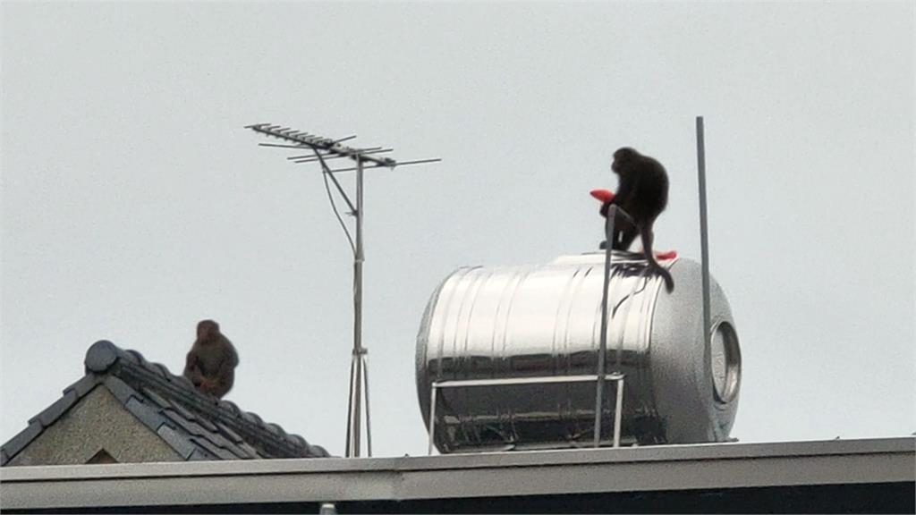 獼猴大鬧南投竹山社區　報復住戶竟虐貓虐狗