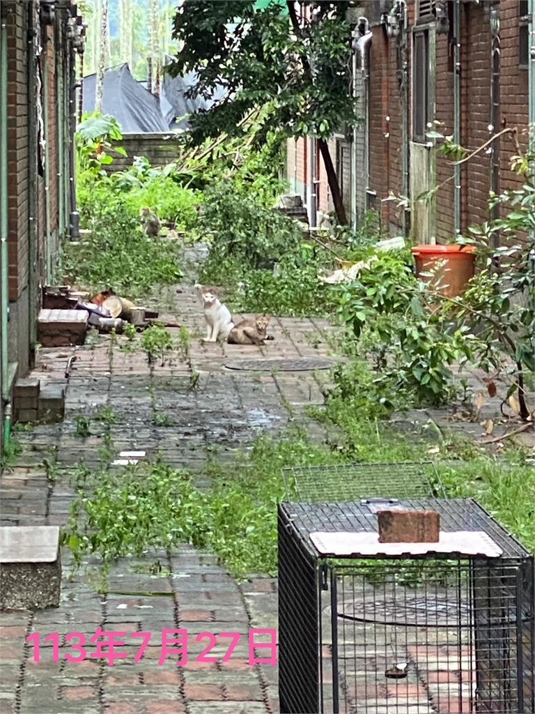 獼猴大鬧南投竹山社區　報復住戶竟虐貓虐狗