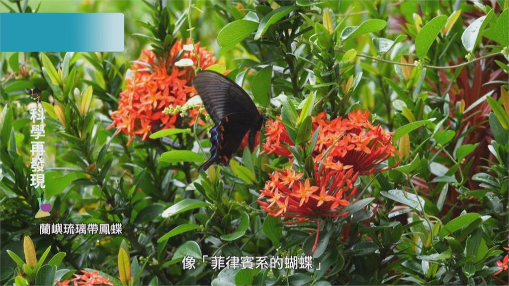 福爾摩沙的奧妙 發現蝴蝶之美