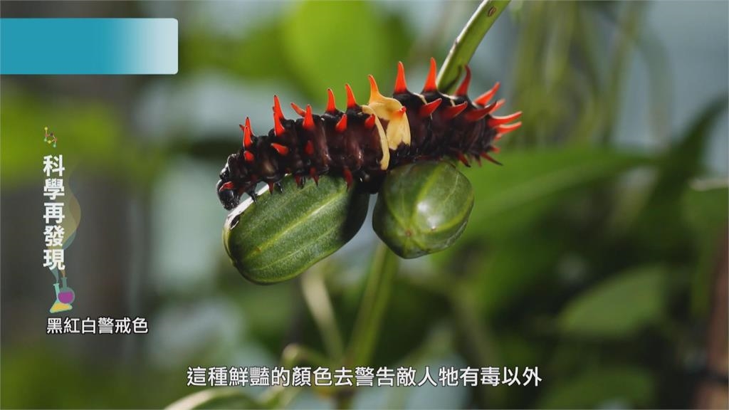 福爾摩沙的奧妙 發現蝴蝶之美