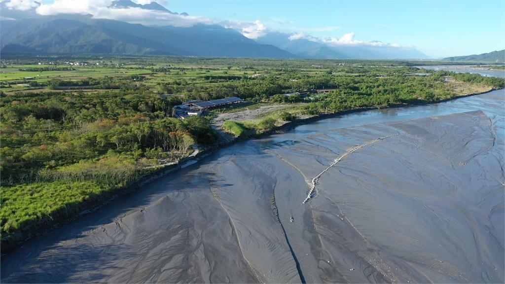 鳳林鎮乳牛變「水牛」　120隻乳牛被沖到太平洋！估損失破千萬