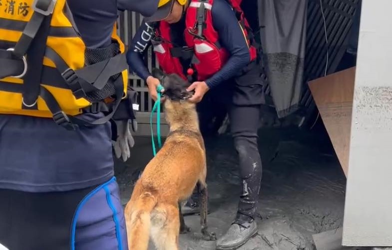 1隻搜救犬抵20個人類!搜救犬「為何不戴項圈、裝備?」專家揭4大震撼原因