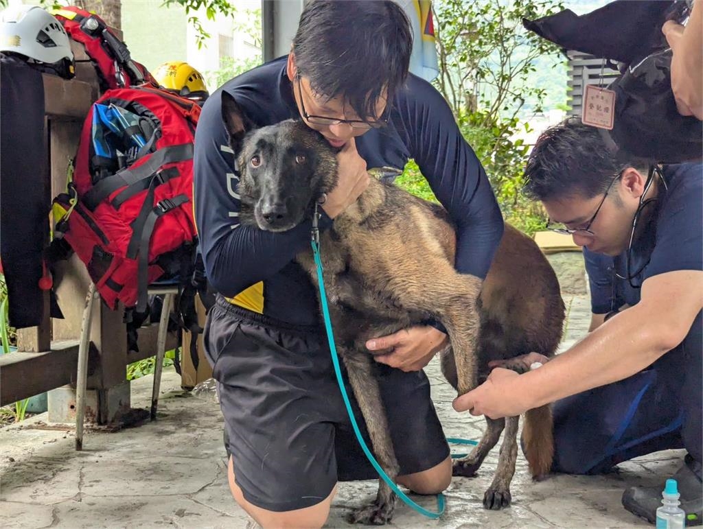 1隻搜救犬抵20個人類!搜救犬「為何不戴項圈、裝備?」專家揭4大震撼原因