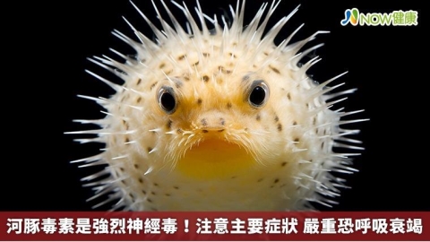 河豚毒素是強烈神經毒!注意主要症狀 嚴重恐呼吸衰竭