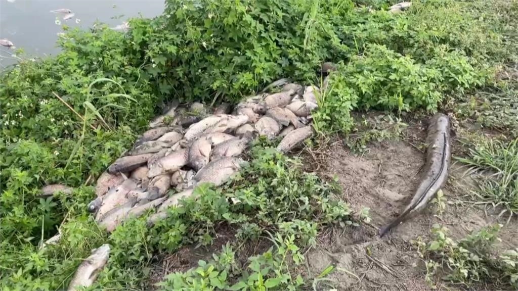 慘不忍睹！　養殖水車斷電　魚屍遍布魚塭　災損預估上百萬