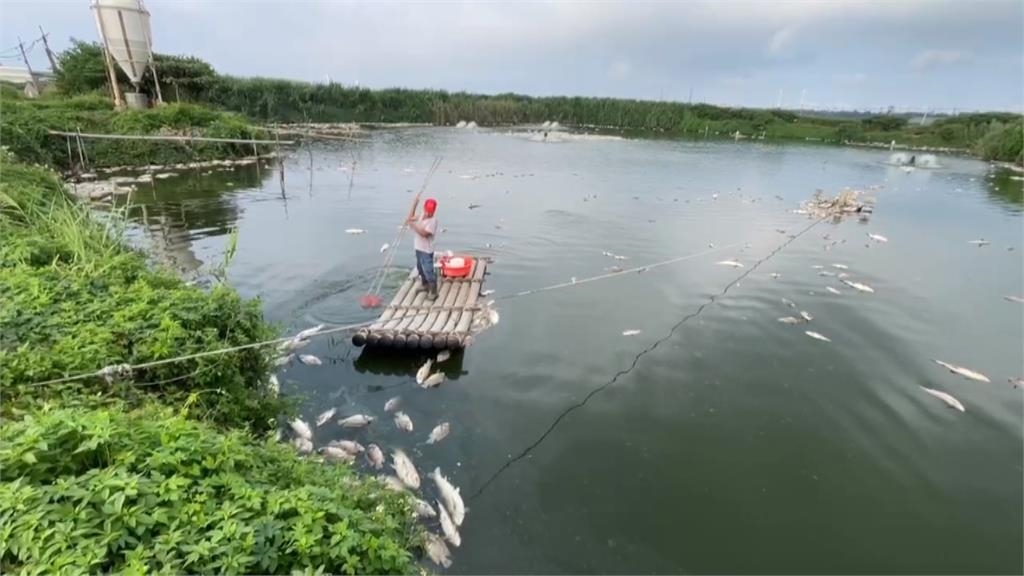 慘不忍睹！　養殖水車斷電　魚屍遍布魚塭　災損預估上百萬