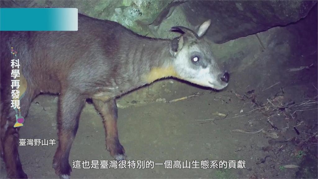 維護台灣生物多樣性！　呼籲落實環境保育