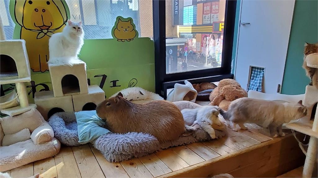 快新聞/療癒還是染病?日「寵物咖啡聽」大受歡迎 恐傳染「人畜共通」疾病