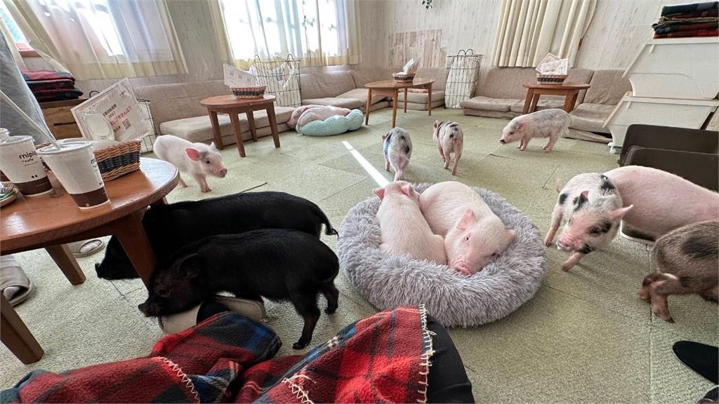 快新聞/療癒還是染病?日「寵物咖啡聽」大受歡迎 恐傳染「人畜共通」疾病