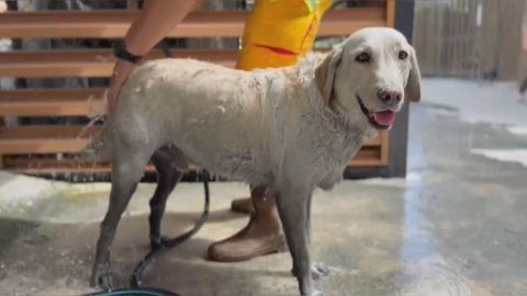 辛苦了!花蓮搜救犬Hero光復繼續搜救 下工洗澎澎萌樣曝