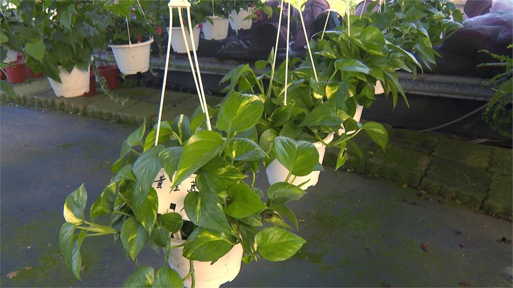 台中4女童拿「黃金葛汁」下毒同學！醫揭誤食「3有毒植物」下場：可能致死