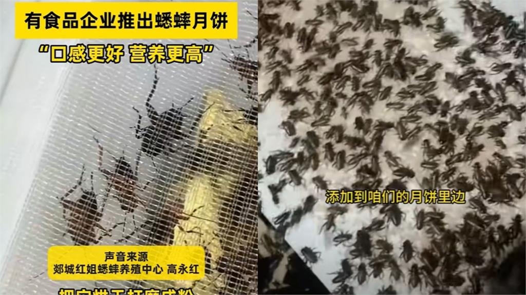 中國狂推奇葩口味「蟋蟀月餅」成黑馬暴紅！試吃者曝「奇妙味道」