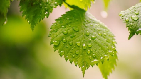 寒露節氣到！命理師點名「4大轉骨生肖」年底最大爆發戶