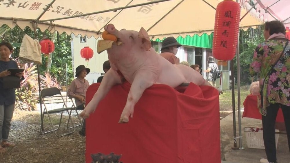 快新聞／台日交流！島根「台灣塗裝」彩繪電車上路　石垣島土地公廟「豬公」祭神