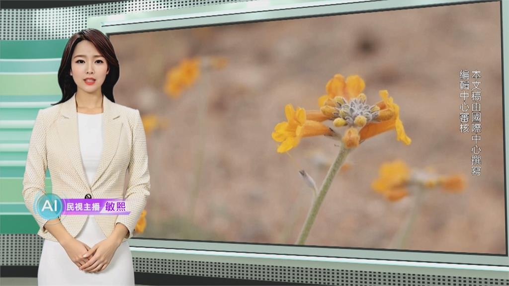 敏熙報氣象／阿塔卡瑪沙漠年均雨量僅2mm　罕見降雨開出花海