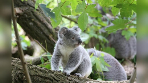 無尾熊「3大暗黑真相」被揭開!網驚喊:如果不可愛早就死光了