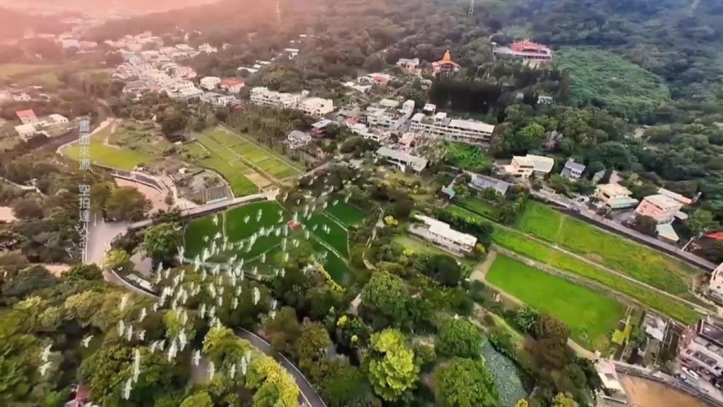 熱搜／嘉義梅山太興村「萬鷺朝鳳」　黃頭鷺大軍南遷　掀賞鳥熱潮
