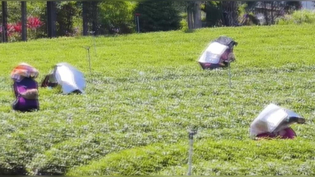 「遮陽板」新用法　茶農「披身上」防曬傷曝：涼涼的