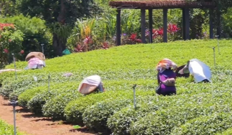 「遮陽板」新用法　茶農「披身上」防曬傷曝：涼涼的