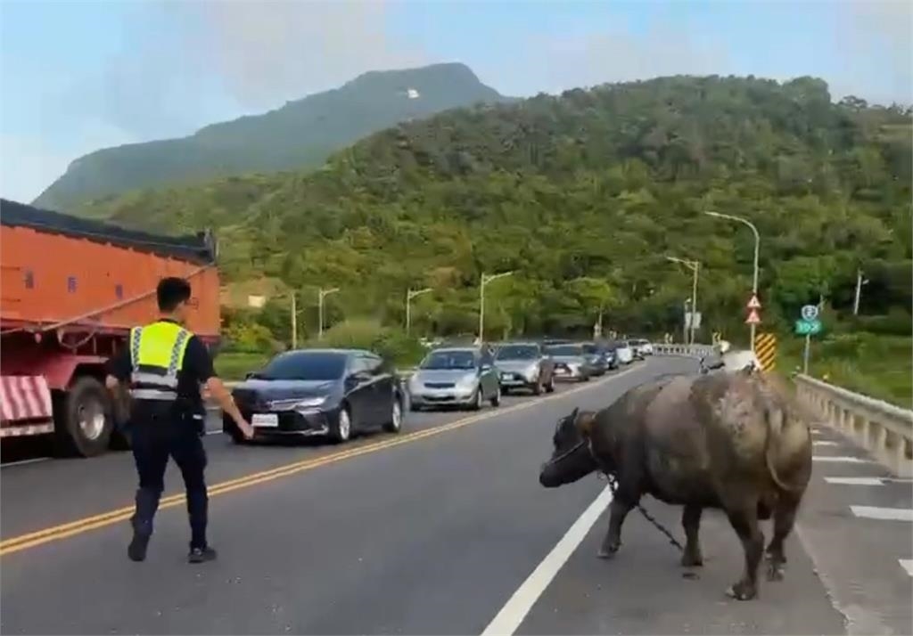 驚！水牛誤闖台2線　車流一度壅塞　警民合作趕到路旁草地