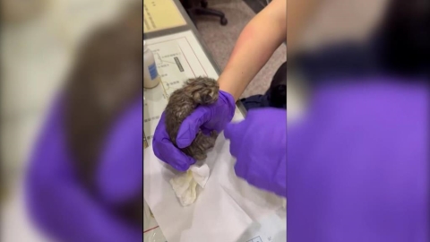 國慶夜暖心行動! 新北瑞芳警雨中救援受困幼貓