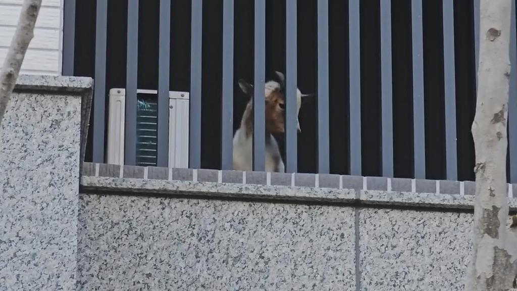 不是貓狗！隔壁一直咩咩叫　竟是鄰居在陽台養「這動物」