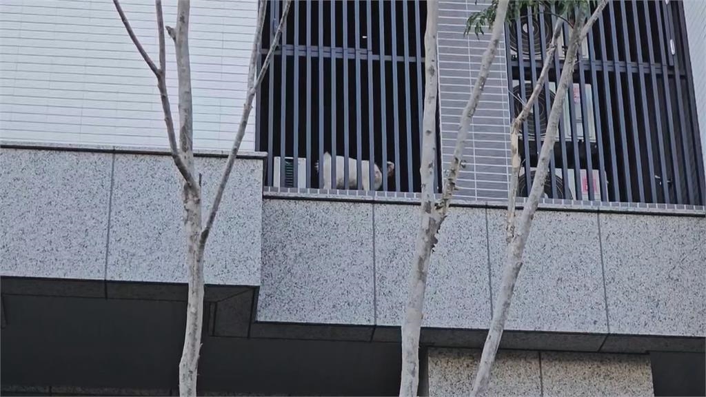 不是貓狗!隔壁一直咩咩叫 竟是鄰居在陽台養「這動物」