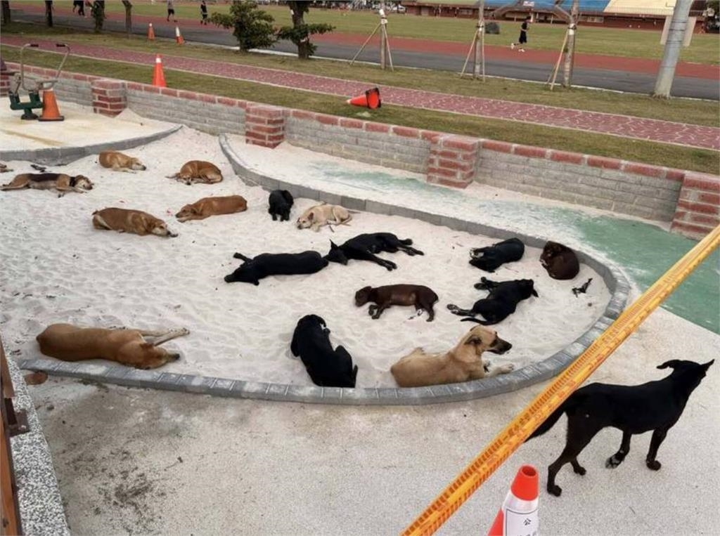 流浪狗霸占公園沙坑! 公所誘捕遭愛狗人士「開籠放生」