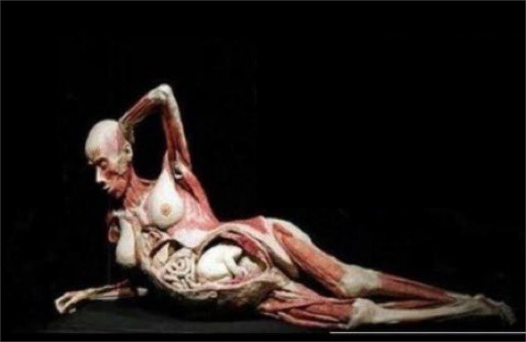 于朦朧798美術館疑點重重！昔中國女主播懷孕失蹤「疑製成標本」曾來台灣展出