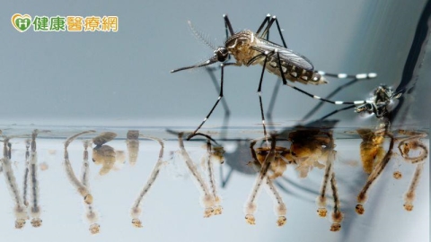 登革熱本土病例累至21例!疾管署:落實「巡倒清刷」是關鍵