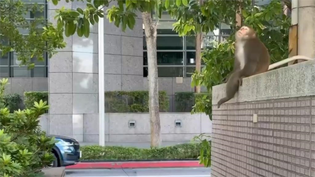 台北內湖「巨肥猴王」坐路邊猛放空!「衝公司上班」反差笑瘋網:那我同事