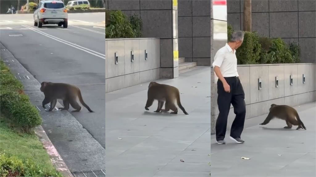 台北內湖「巨肥猴王」坐路邊猛放空!「衝公司上班」反差笑瘋網:那我同事
