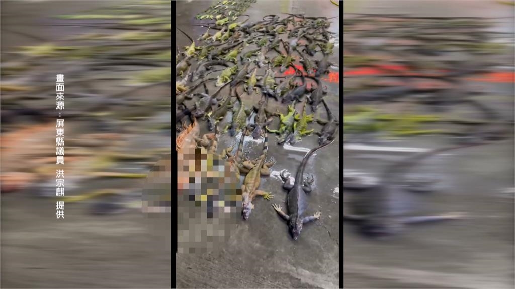 綠鬣蜥肆虐啃光紅豆苗 屏東縣府推圍網補助護作物