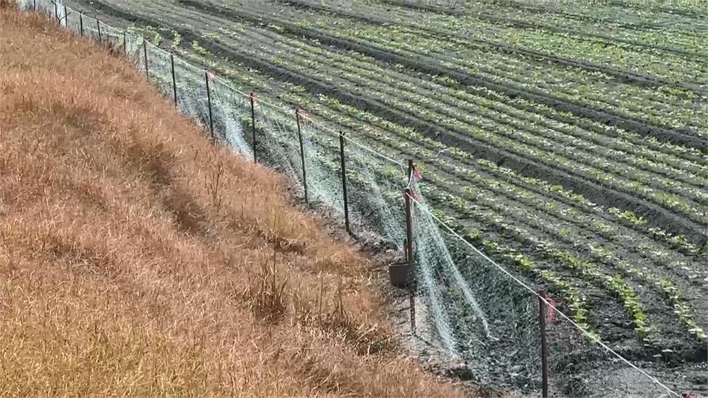 綠鬣蜥肆虐啃光紅豆苗 屏東縣府推圍網補助護作物