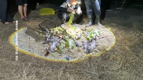 綠鬣蜥肆虐啃光紅豆苗　屏東縣府推圍網補助護作物